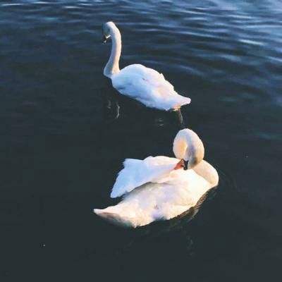 乐鱼app官方下载