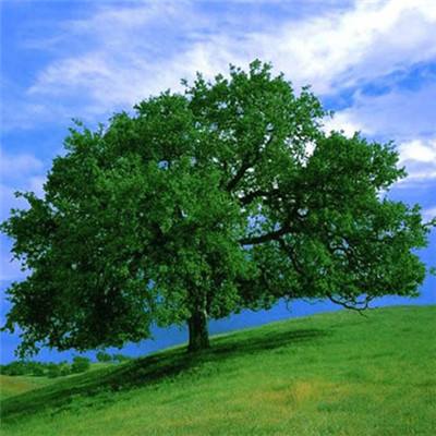 凤凰娱乐彩票官方版app网址截图