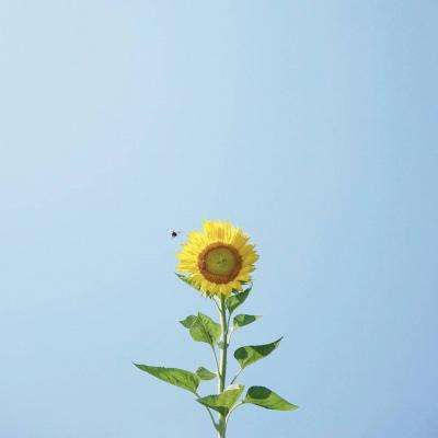 AOA体育手机app下载